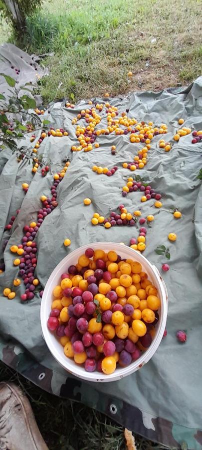 Organic Family Farm Hotel Žabljak Eksteriør billede