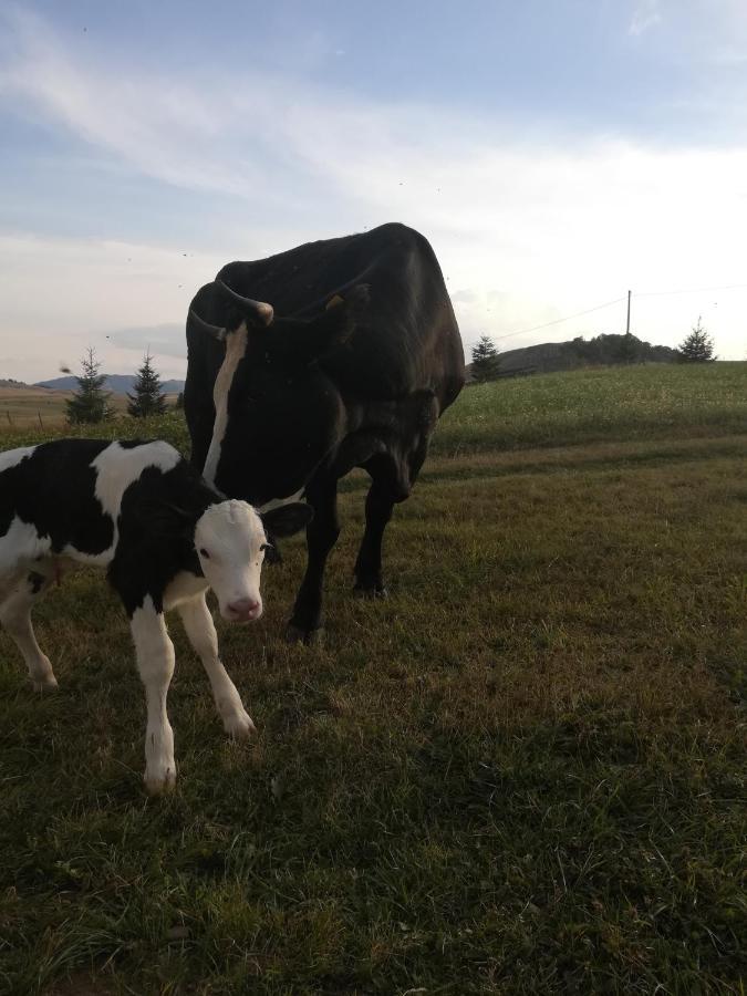 Organic Family Farm Hotel Žabljak Eksteriør billede