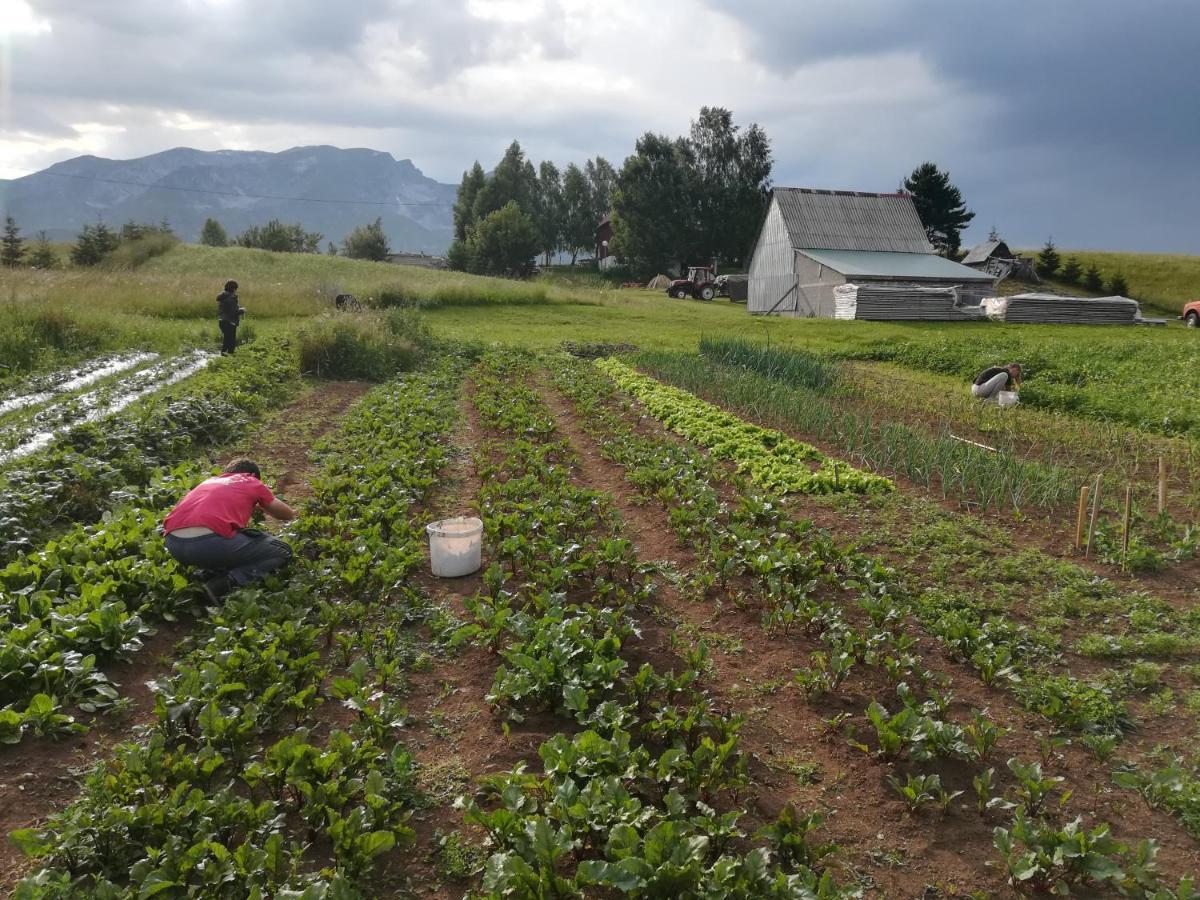 Organic Family Farm Hotel Žabljak Eksteriør billede