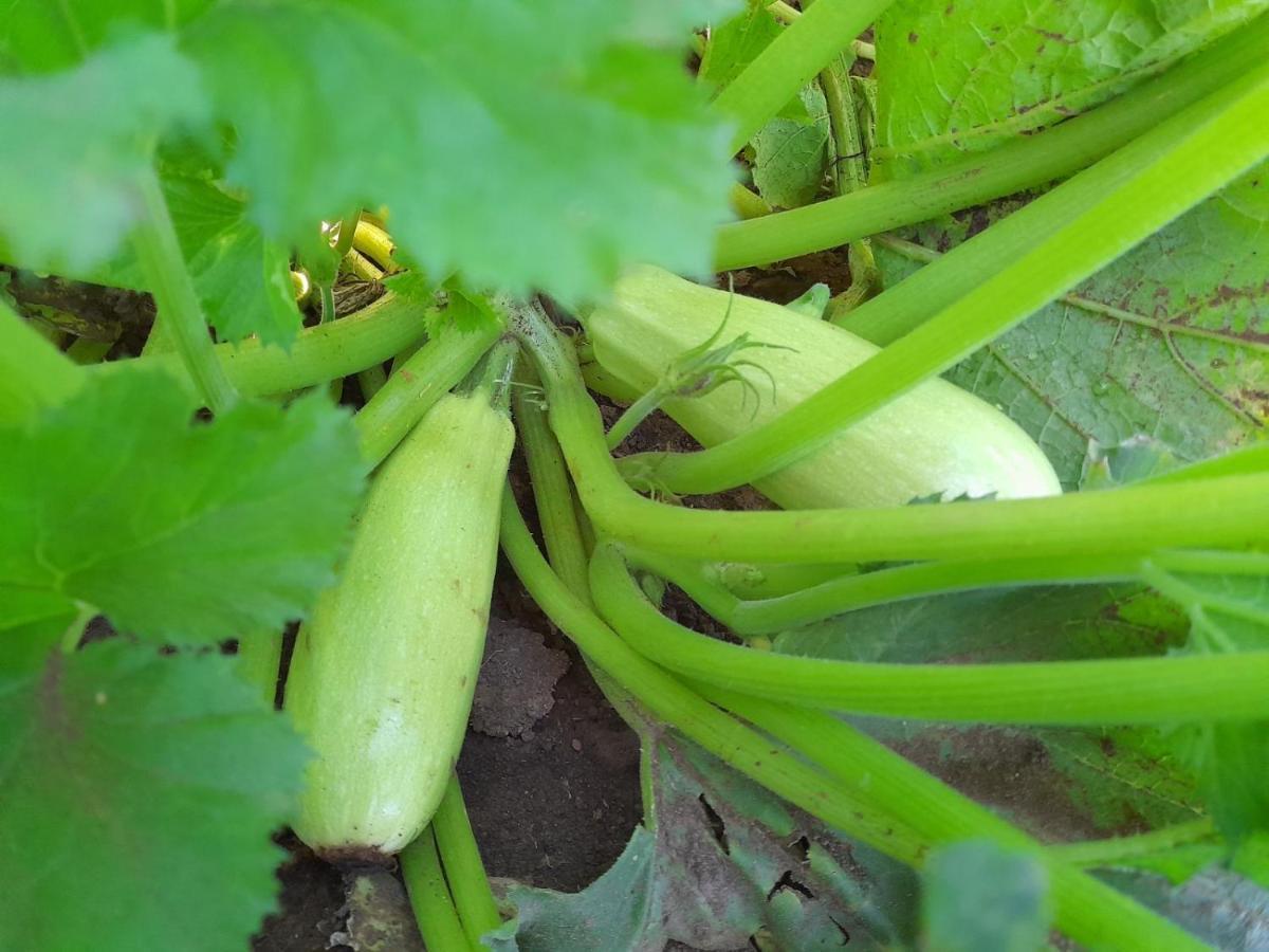Organic Family Farm Hotel Žabljak Eksteriør billede