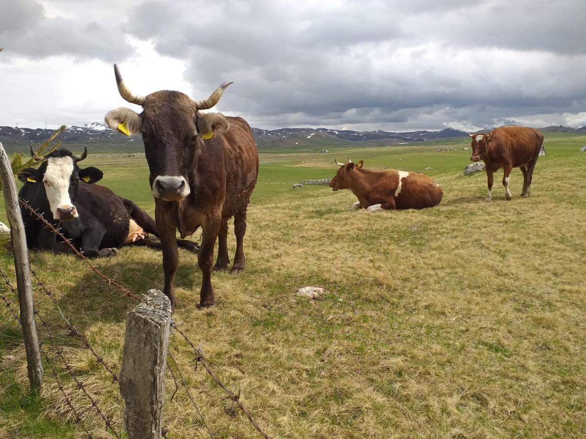 Organic Family Farm Hotel Žabljak Eksteriør billede
