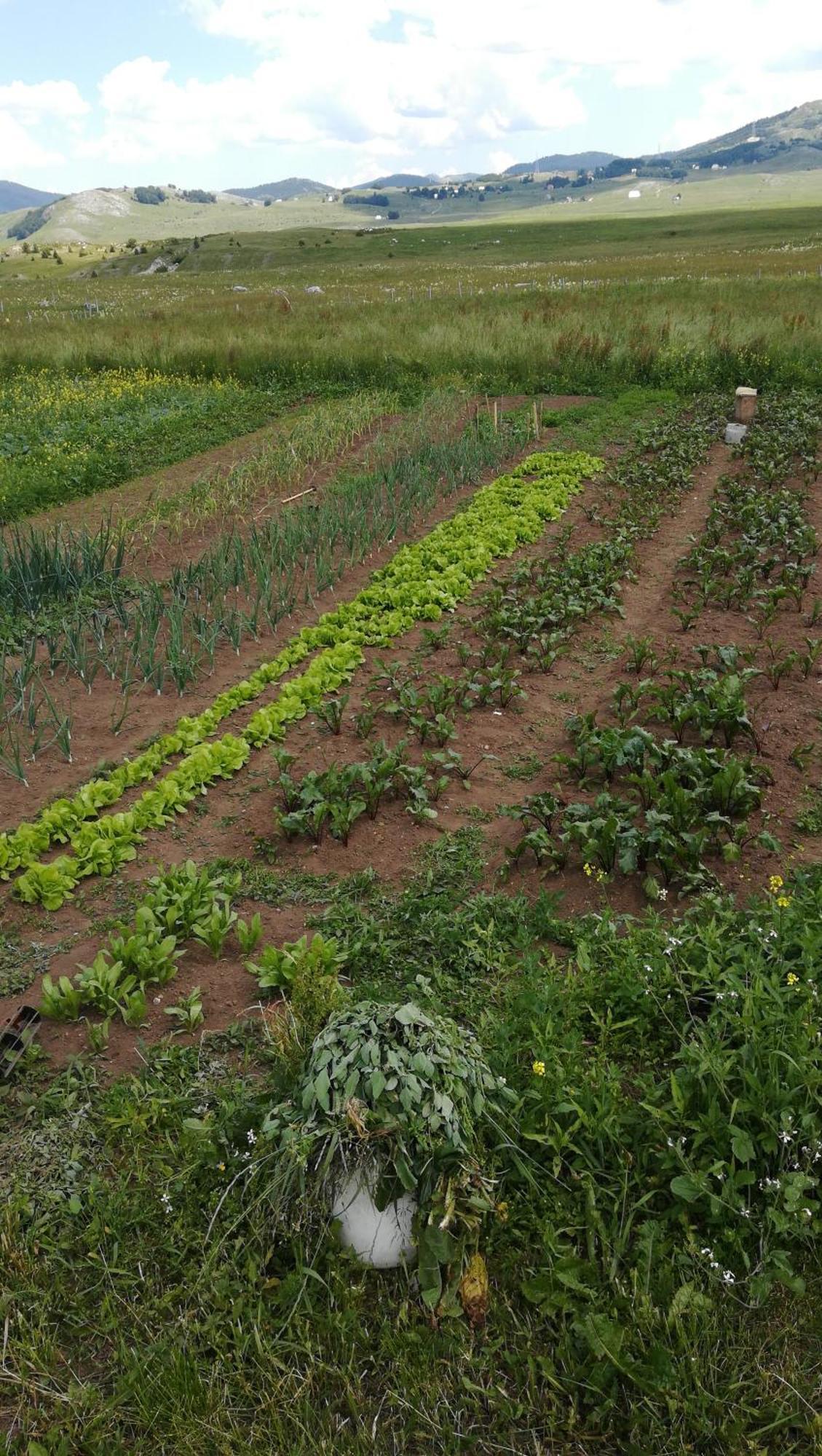 Organic Family Farm Hotel Žabljak Værelse billede