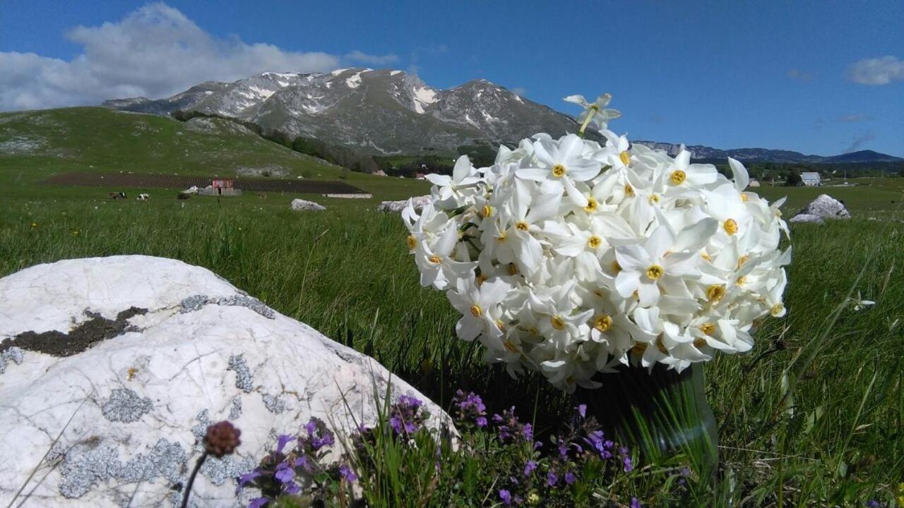 Organic Family Farm Hotel Žabljak Eksteriør billede